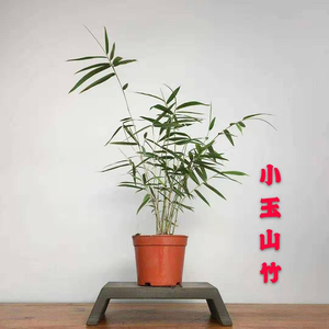 正宗小玉山竹(油竹) 姬翠竹 澳洲风竹 黄金姬竹 日本姬竹 四季