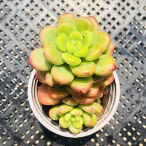 000人付款天猫香格里拉多肉老桩果冻色群生肉肉贵货新品带盆办