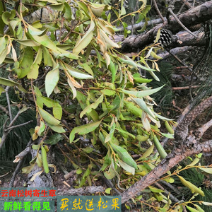 云南山区农村松树寄生草野生寄生茶云南松马尾松寄生现采新鲜包邮