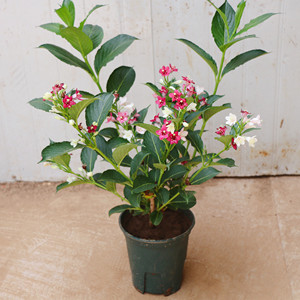 五彩锦带花树苗盆栽红王子花苗别墅庭院耐寒大型风景树高杆锦带树