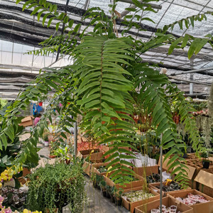 超大进口威武蕨霸王蕨盆栽波斯顿蕨室内吊兰绿植吸甲醛防辐射包邮