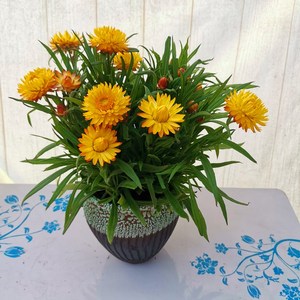 腊菊八月菊花盆栽阳台庭院窗台防辐射吸甲醛好养好看四季开花包邮