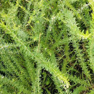 野生夜关门草种子中草药封草夜闭草截叶铁扫帚羊蹄风小叶胡枝子籽