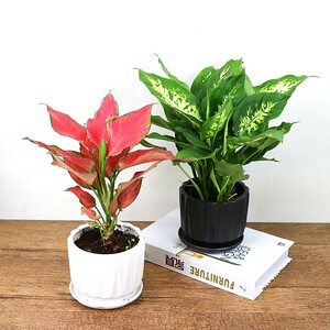 花叶万年青盆栽植物室内