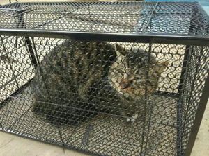 18年新款的全自动工具捕猫神器狐狸诱捕网松鼠夹子包邮黄鼠狼捉猫