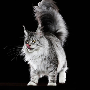 00美短猫虎斑猫曼基康矮脚猫短腿猫宠物猫咪活物银渐层英短蓝猫幼猫