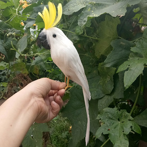 白色金刚鹦鹉