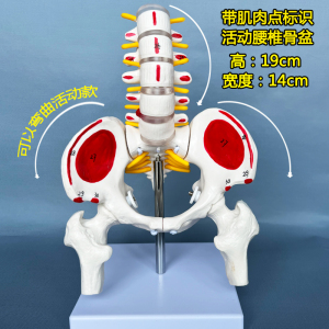 人体骨骼模型 腰椎脊椎骨盆模型关节医用活动骨骼 小盆骨骨架教具