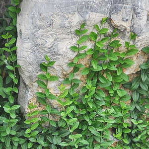 耐寒可垂直爬藤花卉小叶扶芳藤攀缘植物卫矛四季常青可护坡绿植