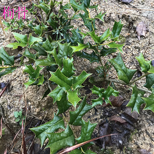 野生枸骨根中药材猫儿刺树根八角刺根 新鲜切片晒干 纯根泡酒好料