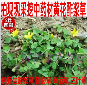 黄花酢浆草