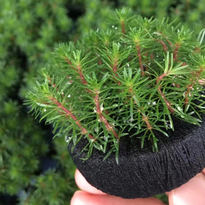 【松尾草】松尾草品牌,价格 - 阿里巴巴