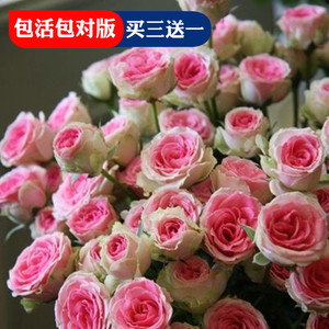 粉色多头月季
