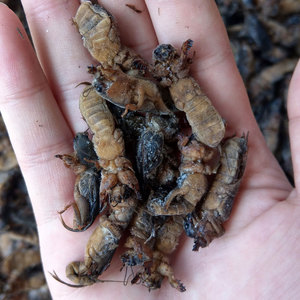 润达名犬基地淘宝中华田园犬本地土狗正宗黄狗白面超便宜小小狗短毛