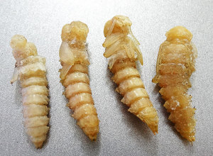 周兆平33淘宝包邮新大麦虫蛹 金粉虫蛹 黄金虫