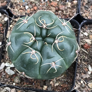 实生美花海王仙人球高木天王多肉植物小盆栽