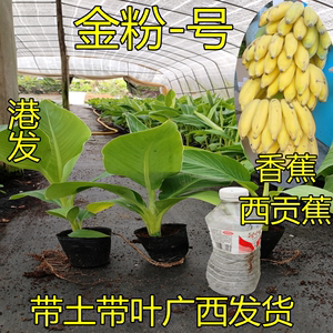 广西金粉一号粉蕉苗西贡蕉苗香蕉树苗矮化蕉小米蕉苗南方种植果树