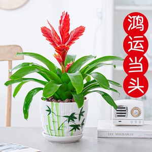 75同款货源苏杰不姓苏淘宝红玉扇盆栽室内办公室绿植卡丽红招财手