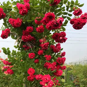 春色满园红绒花爬藤红木香蔷薇花苗藤本月季四季开花庭院阳台绿植