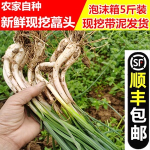 农家新鲜现挖荞茭藠头野葱叫教薤白野菜 藠头苗小根葱山蒜5斤包邮