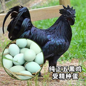 五黑一绿鸡种蛋受精蛋可孵化小鸡乌骨鸡土柴黑羽绿壳乌鸡20个鸡蛋