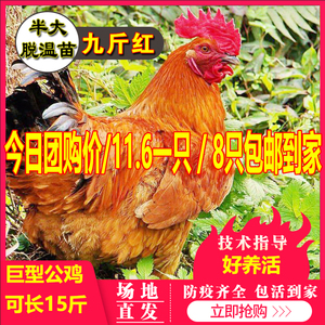 九斤红鸡活苗种蛋受精蛋可孵化小鸡大型九斤黄鸡活体380半大公鸡