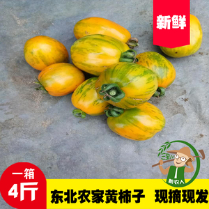 东北黄皮球柿子小园柿子新鲜小番茄野生小黄柿子虎皮柿子包邮