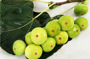 华逸苑 无花果盆栽 无花果树苗 福建白蜜 南北方种植 当年结果
