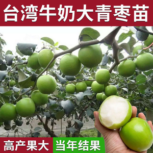 台湾大青枣树苗苹果牛奶红枣特大嫁接果树苗南北种植盆栽当年结果