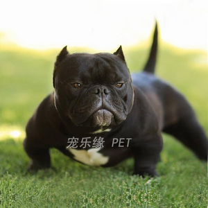 北京犬舍出售纯种口袋体恶霸犬幼犬微小体标准美国恶霸犬宠物狗狗