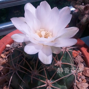 25同款货源雪景企业店1淘宝实生莺鸣玉仙人球多肉植物 开花仙人球