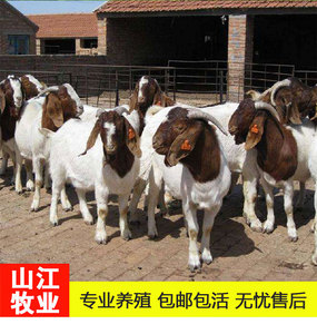 波尔山羊纯种小羊活苗出售成年种公羊怀孕母羊羔种羊小羊崽养殖
