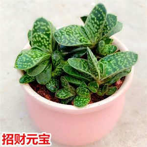 大元宝子宝多肉植物花招财进宝容易成活桌面绿植盆栽发财树摇钱树