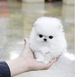 俊介犬日本纯种