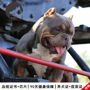 比特犬好养吗_比特犬怎么养_不想养比特犬出售