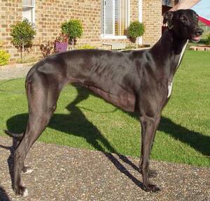 秋久百货店淘宝马犬双血统杜宾幼犬杜高犬格力犬黑狼犬斯塔福罗威纳