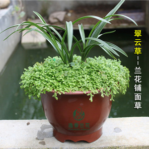 浙江兰花草 翠云草 兰花铺面草 翠绿养眼 喜阴植物 带盆发