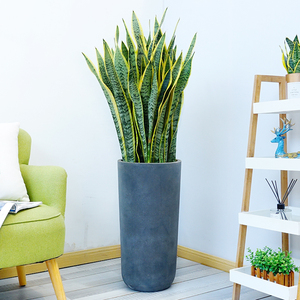 00jm771淘宝武汉大虎皮兰盆栽耐旱植物室内客厅除甲醛绿植办公室