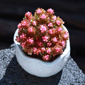 多肉植物盆栽彩色浆果新款办公室内客厅绿植花卉云南直发肉肉植物