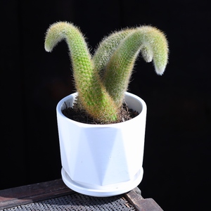 云南直发多肉植物九尾狐盆栽办公室内绿植花卉新手套餐肉肉植物