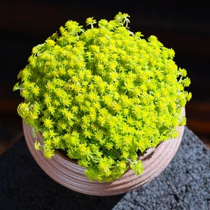 多肉植物黄金草