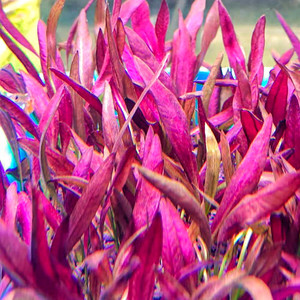 人付款淘宝【整株带根发货】鱼缸水草紫爵皇冠水草阴性水草皇冠类水草