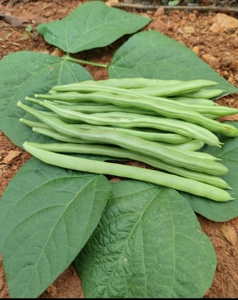 云南芸豆四季豆鲜豆角扁豆刀豆新鲜现摘高山农家菜