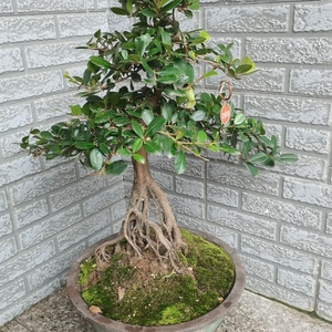 三峡小叶蚊母开花结果四季常青中华蚊母微型盆景适合室内室外养殖