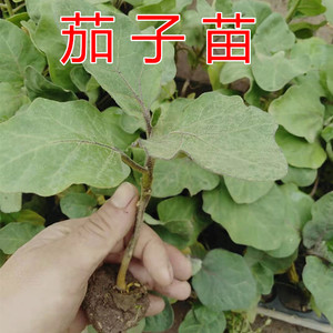 大黑圆茄苗长茄秧苗青茄子杭茄子白茄四季蔬菜种子孑秧苗高产幼苗