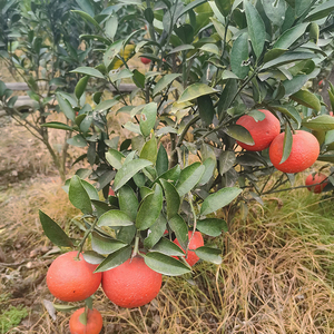 苗圃直发 爱媛30 大红美人 晚熟杂柑 果树苗带果 柑橘苗 移植 嫁