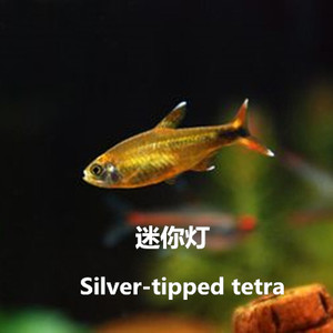 满天星观赏鱼