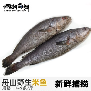 【网潮海鲜】舟山特产 东海野生海捕 新鲜海钓米鱼鮸鱼 1斤/条