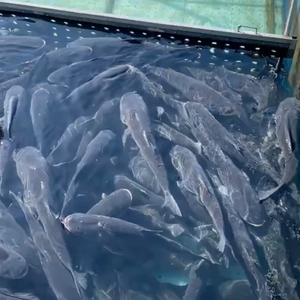 正宗千岛湖鱼头活鱼打包红烧鲜活胖头鱼乌鲢鱼8-10斤快递食用水产