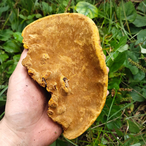西藏桑树桑黄野生特级正品整朵灵芝孔菌种自治区桑树桑黄250g